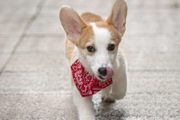 龜苓膏對狗的影響