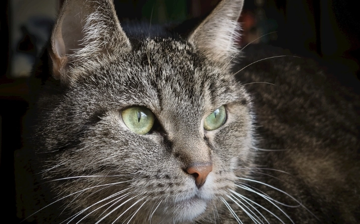 貓咪蒜頭中毒 貓咪蒜頭中毒