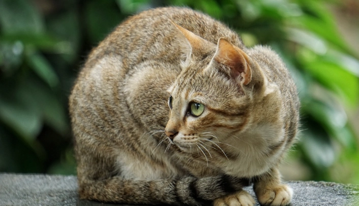 貓中毒症狀 貓中毒症狀