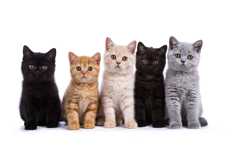 漂白水对猫的危害 漂白水对猫的危害