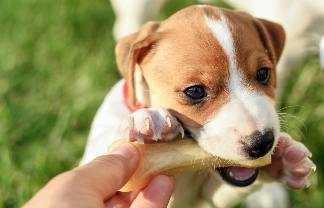 寵物飲食管理課程