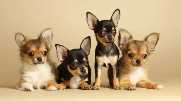 優格對狗的健康