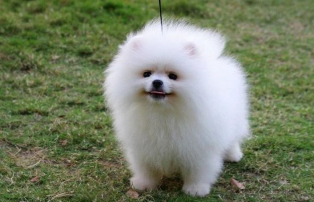 奇異果對狗的影響