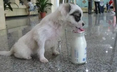 狗喝羊奶好處 狗喝羊奶好處