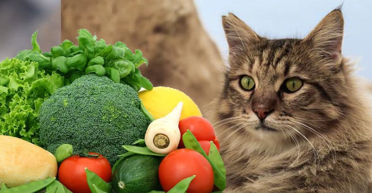 地瓜葉貓咪 地瓜葉貓咪