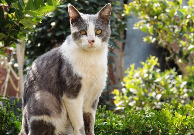 貓咪聞蒜頭安全嗎 貓咪聞蒜頭安全嗎