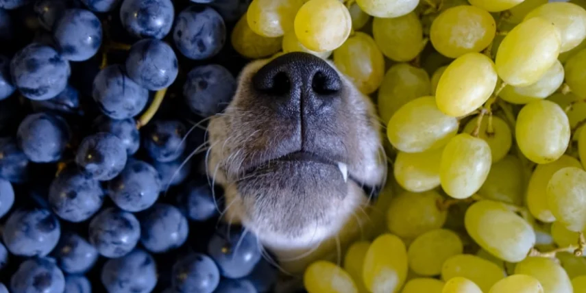 狗狗不小心吃葡萄怎麼辦