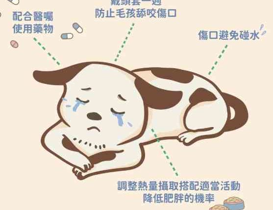 公狗結紮蛋蛋還在嗎