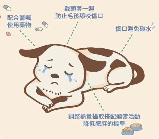 公狗結紮蛋蛋還在嗎？完整解析手術過程、好處與常見迷思