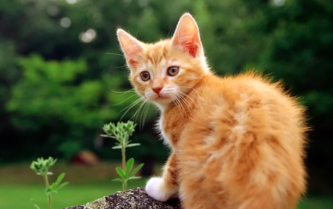 貓吃到一點點蔥