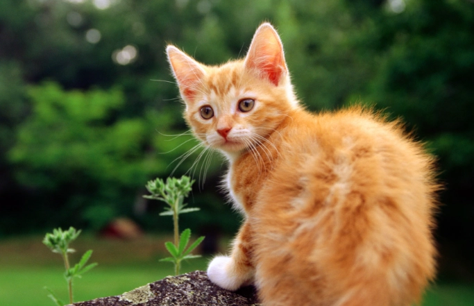 貓吃到一點點蔥怎麼辦？症狀、急救與預防全指南