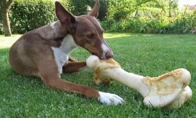 核桃對狗狗的危害