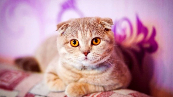 貓糖尿病早期症狀