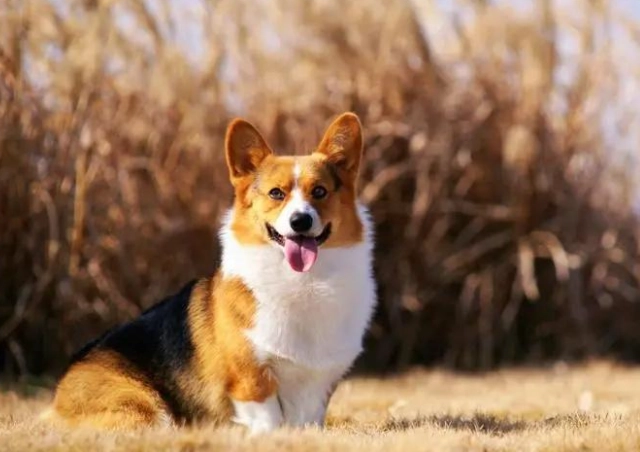 寵物狗消化問題食物