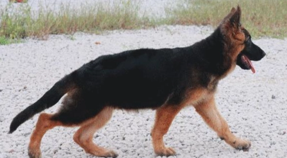 狗狗健康照護 狗狗健康照護