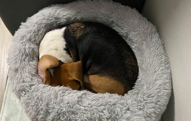 狗狗不睡覺解決方法