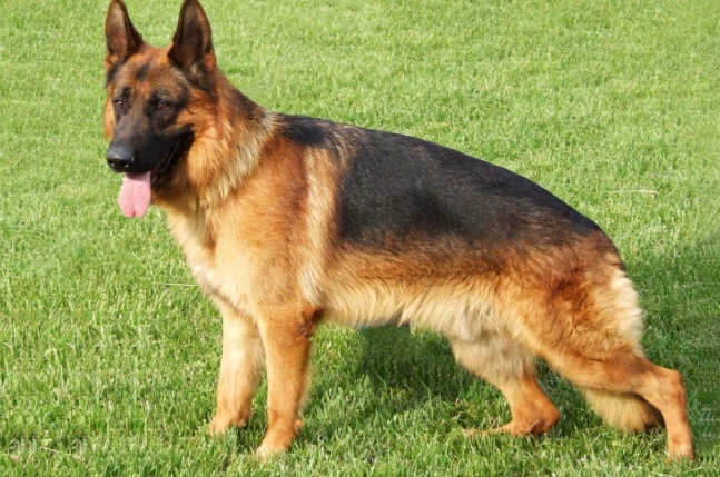 德國牧羊犬認養條件