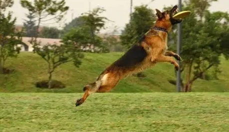 德國狼犬性格 德國狼犬性格