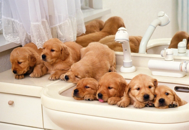 狗狗黑色素瘤症狀