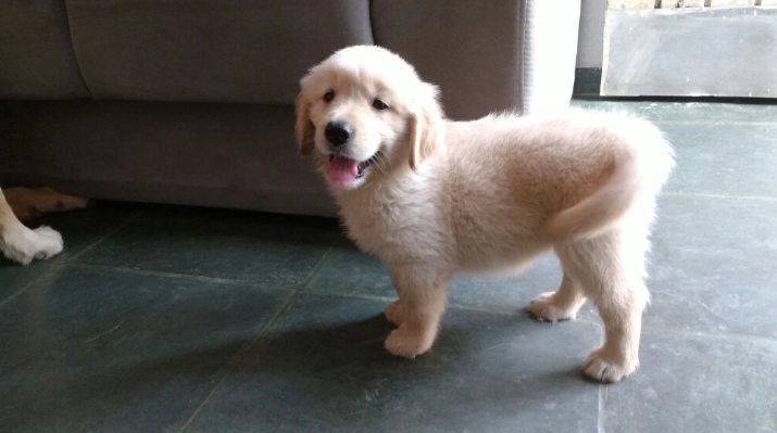 狗狗補鈣方法 狗狗補鈣方法