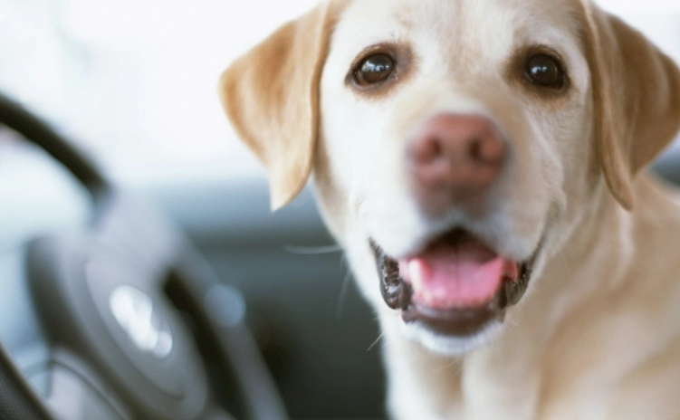 狗吃腰果注意事項 狗吃腰果注意事項