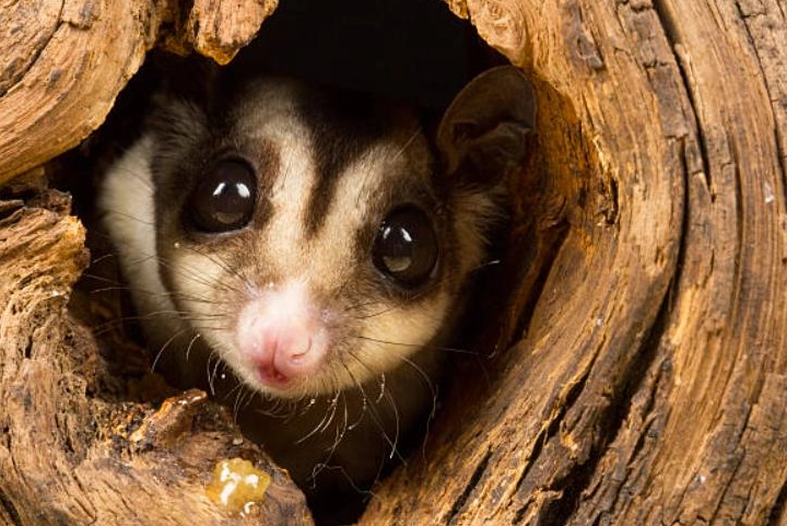 蜜袋鼯不能吃的水果清單