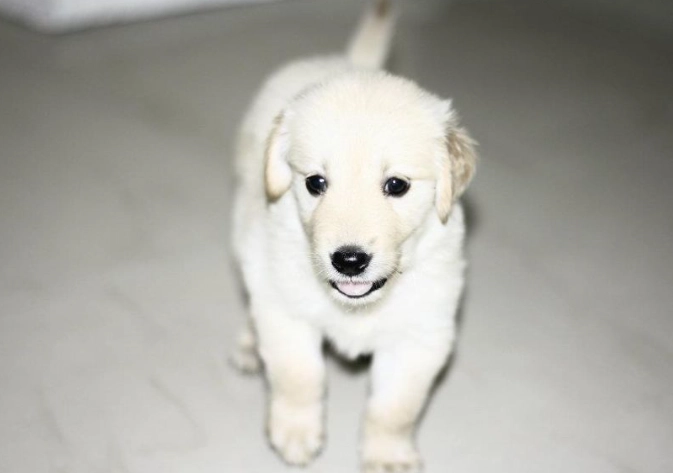 狗狗缺鈣症狀 狗狗缺鈣症狀