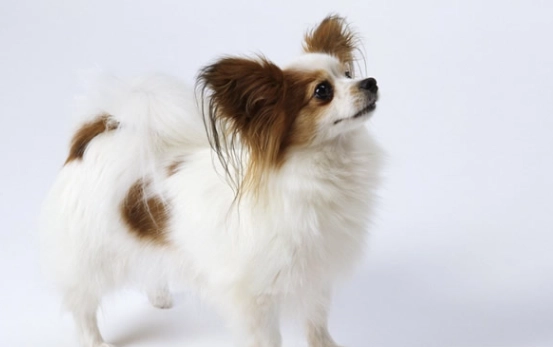 木耳對狗的好處