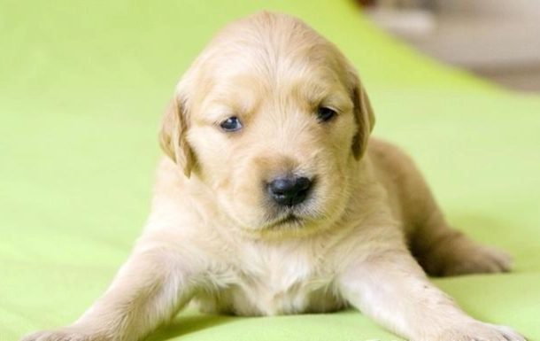 狗狗吃蛋白安全嗎