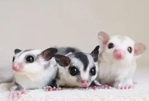 蜜袋鼯水果禁忌