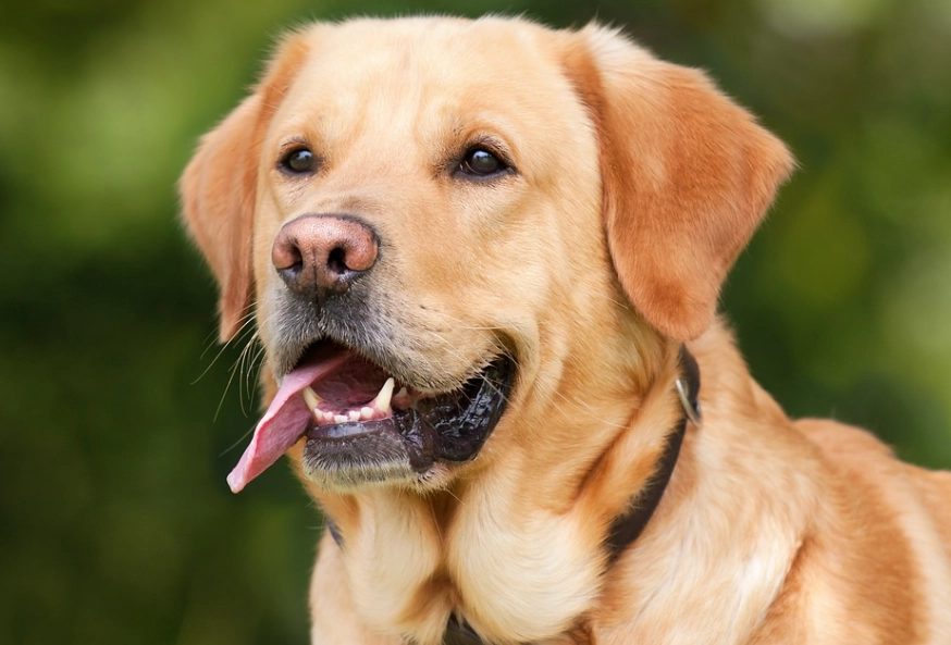 雞塊對狗的影響