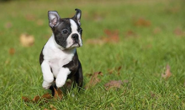 狗狗睡眠吐舌頭