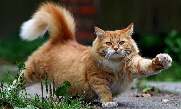 貓咪血糖低治療