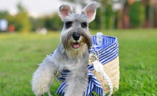 狗狗可以吃蔓越莓