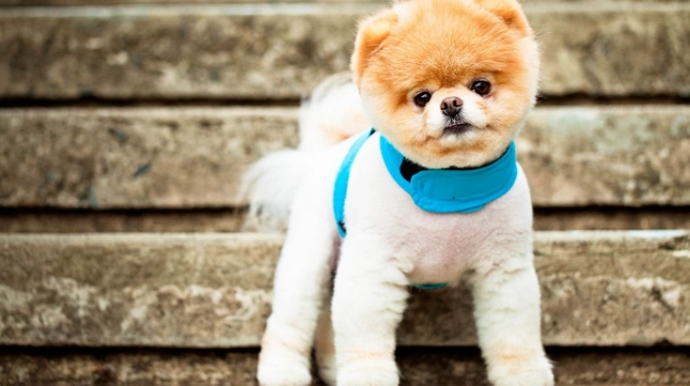 紅蘿蔔過敏症狀