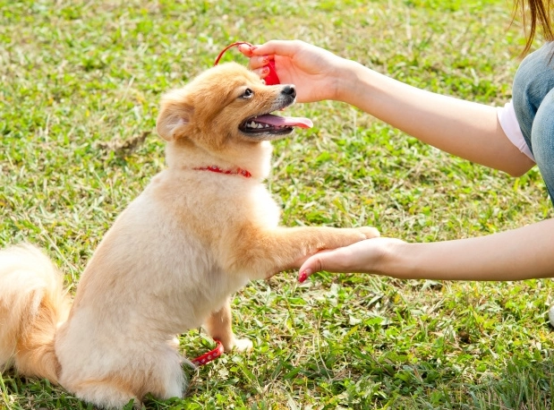 分離焦慮症治療 分離焦慮症治療