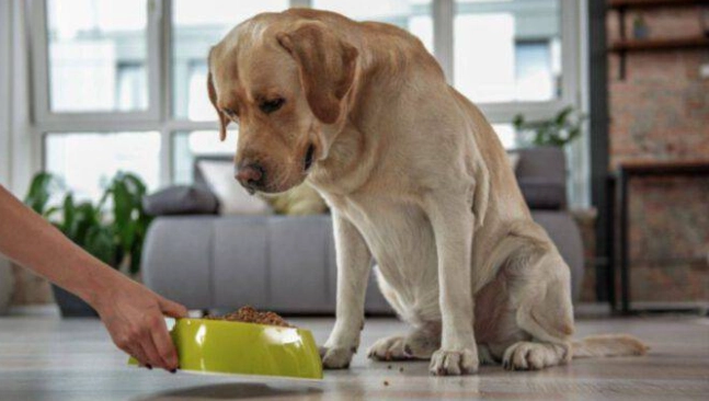 老年犬飲食問題