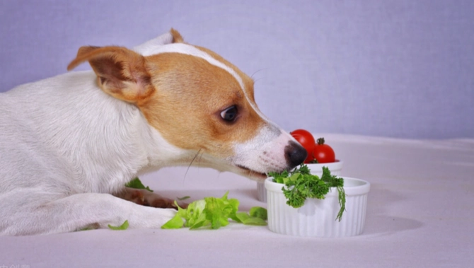 狗吃腰果注意事項 狗吃腰果注意事項