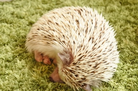 寵物刺蝟指南