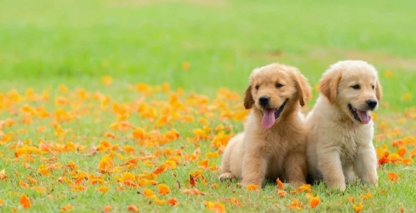 狗狗發抖喘氣原因