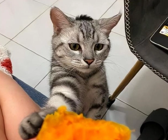 馬鈴薯對貓的影響 馬鈴薯對貓的影響