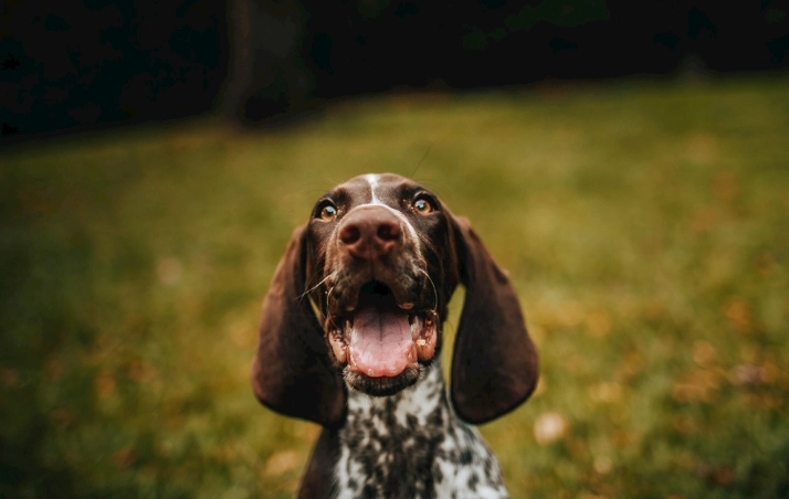 狗狗紅蘿蔔餵食量