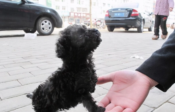 安撫焦慮狗狗方法