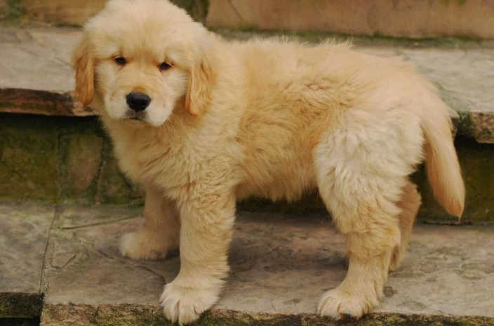 狗狗發抖吐原因