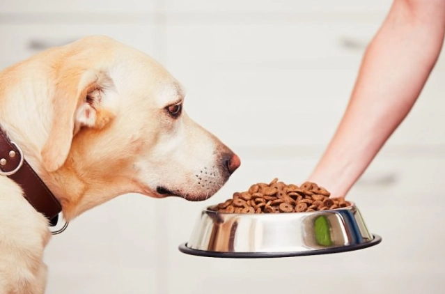 狗狗不吃飯解決方法