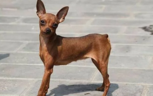 狗狗補鈣食物 狗狗補鈣食物