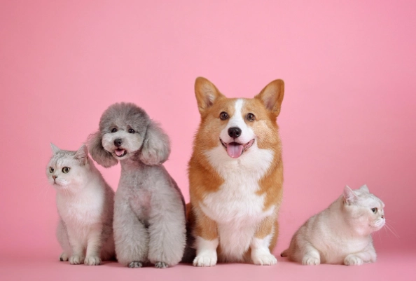 紅蘿蔔對狗狗的益處