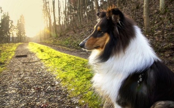 狗狗飲食紅蘿蔔