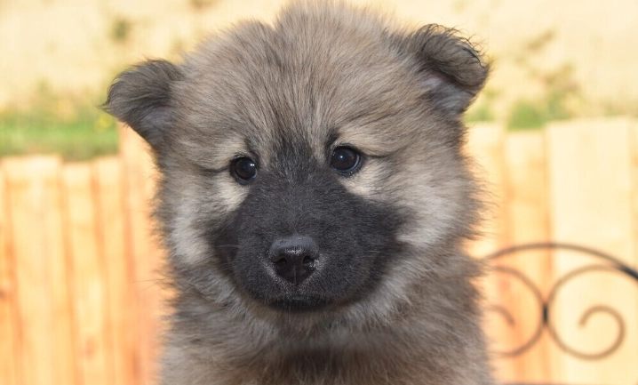 雞蛋對狗的影響