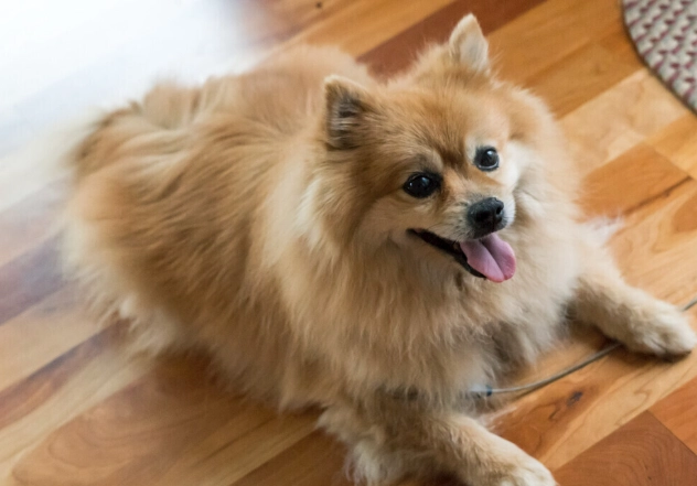 甘筍對狗狗好處